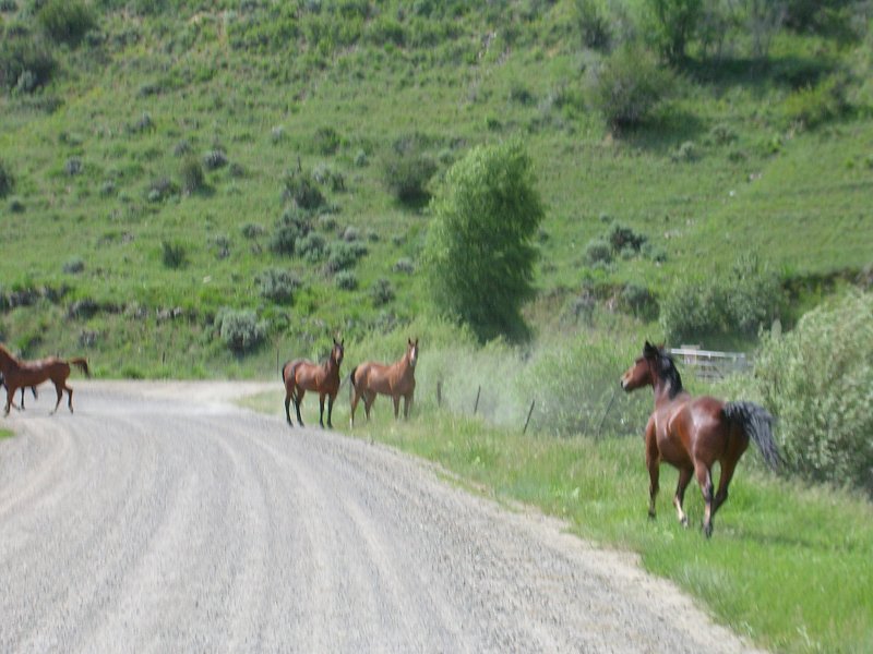 Open Range Horses.